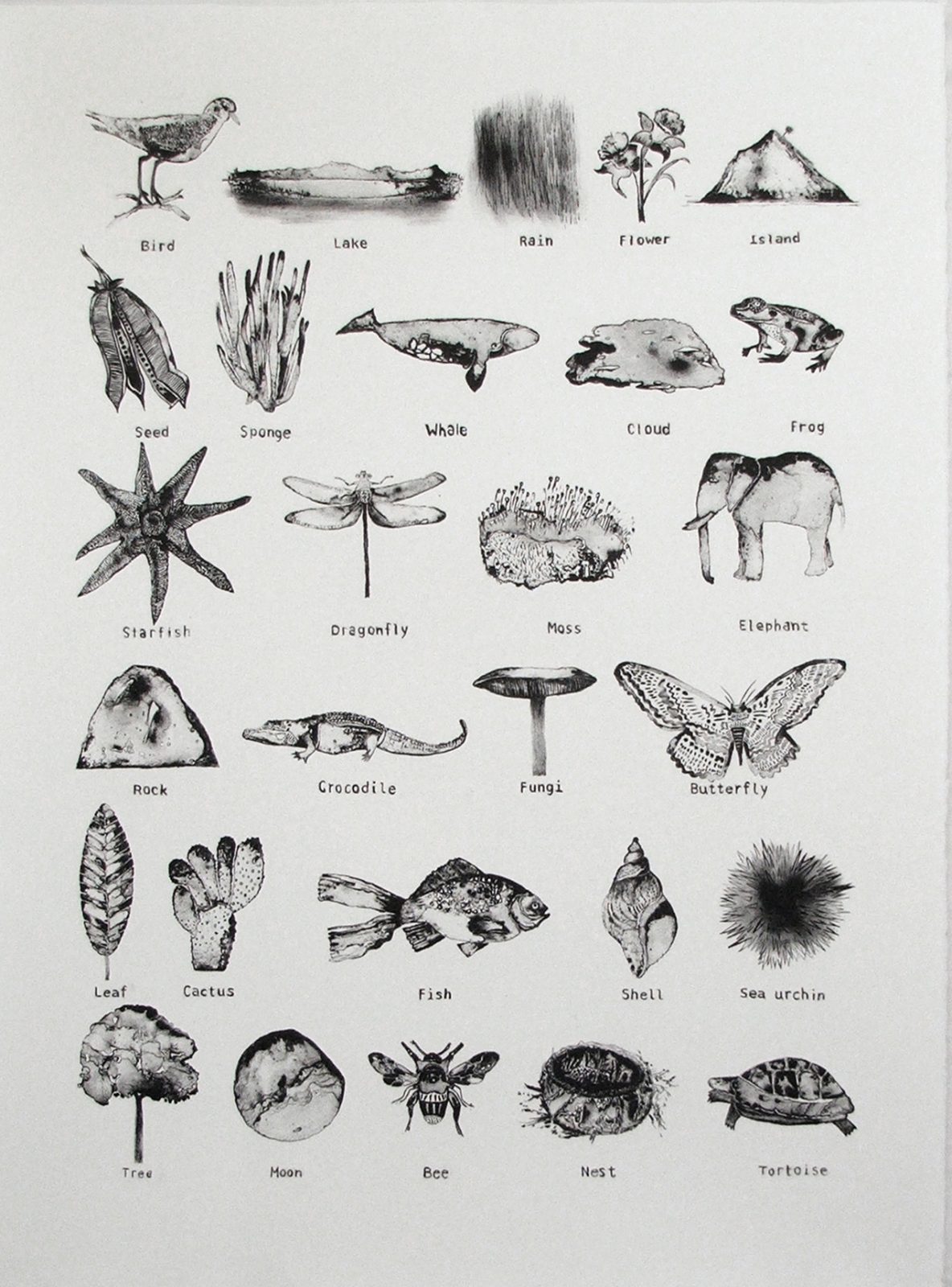 Catalogue of the Natural World 1