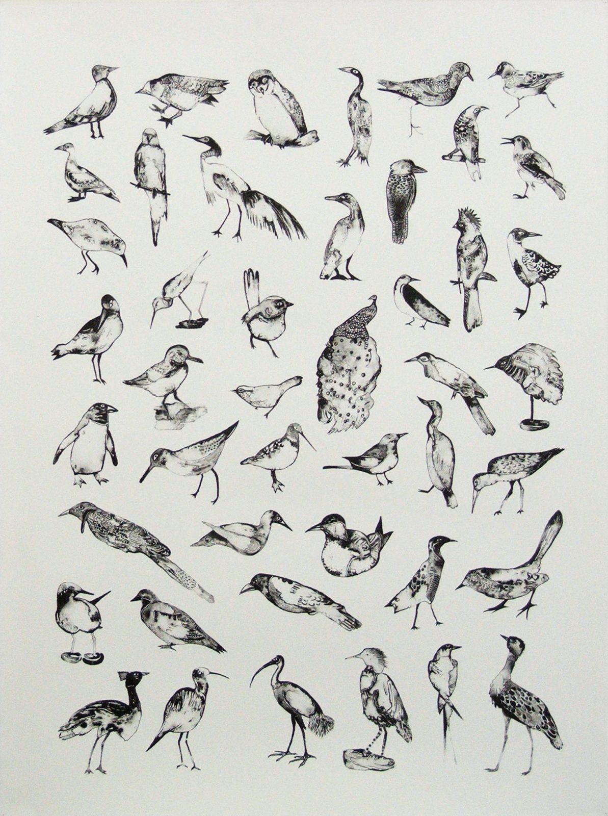 Bird Catalogue 1