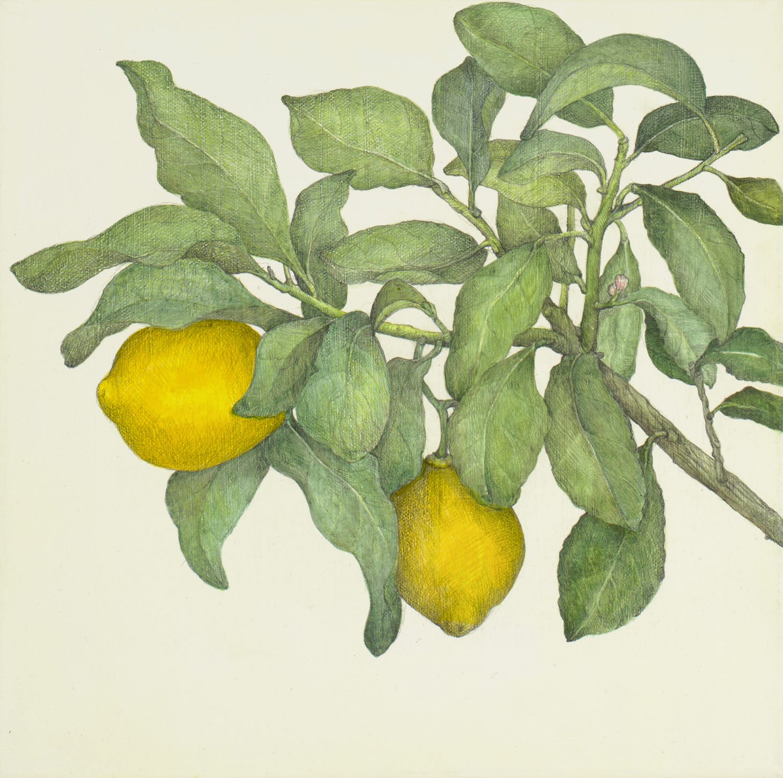 Lemon cadmium + Two lemons