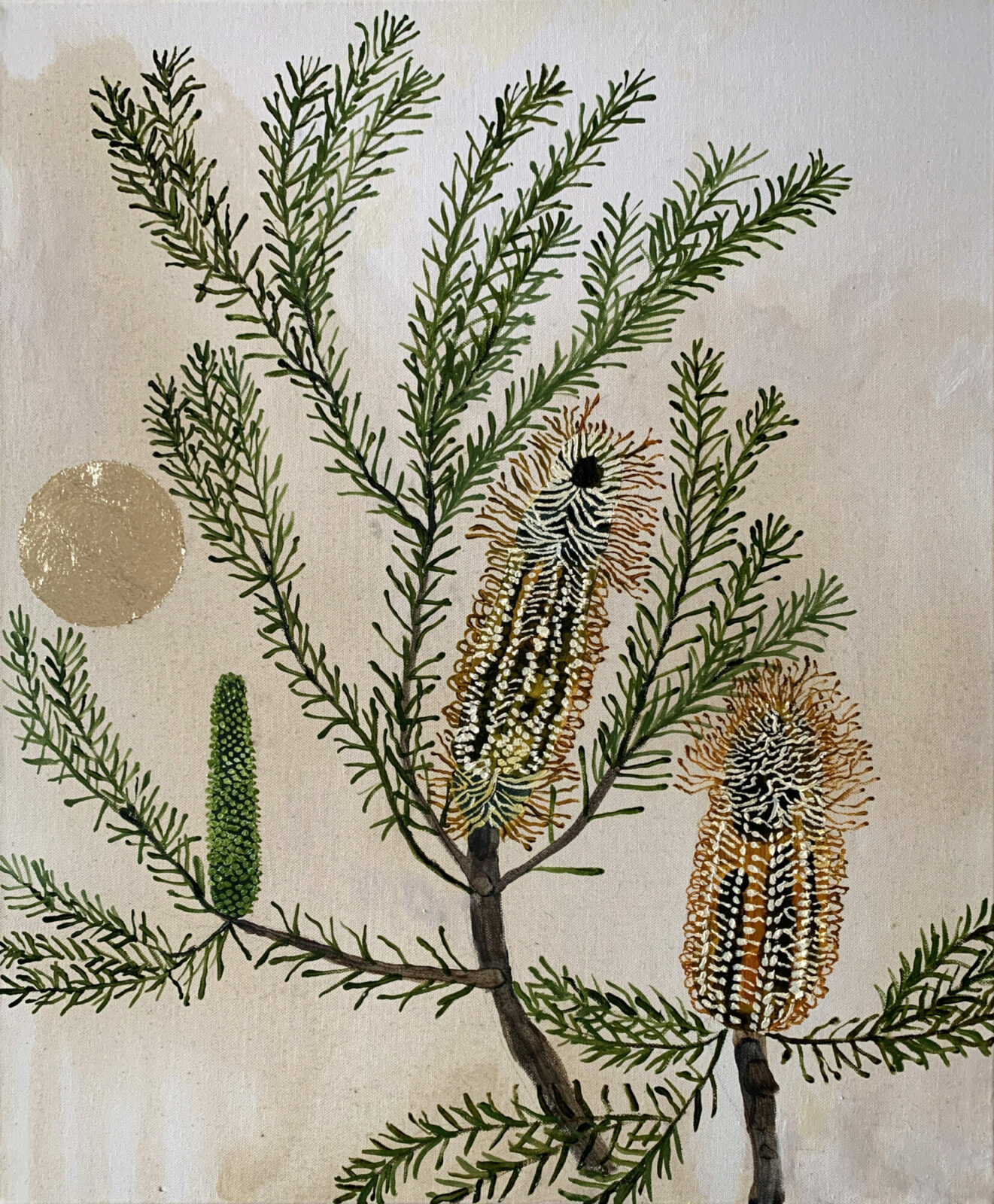 banksia ericifolia