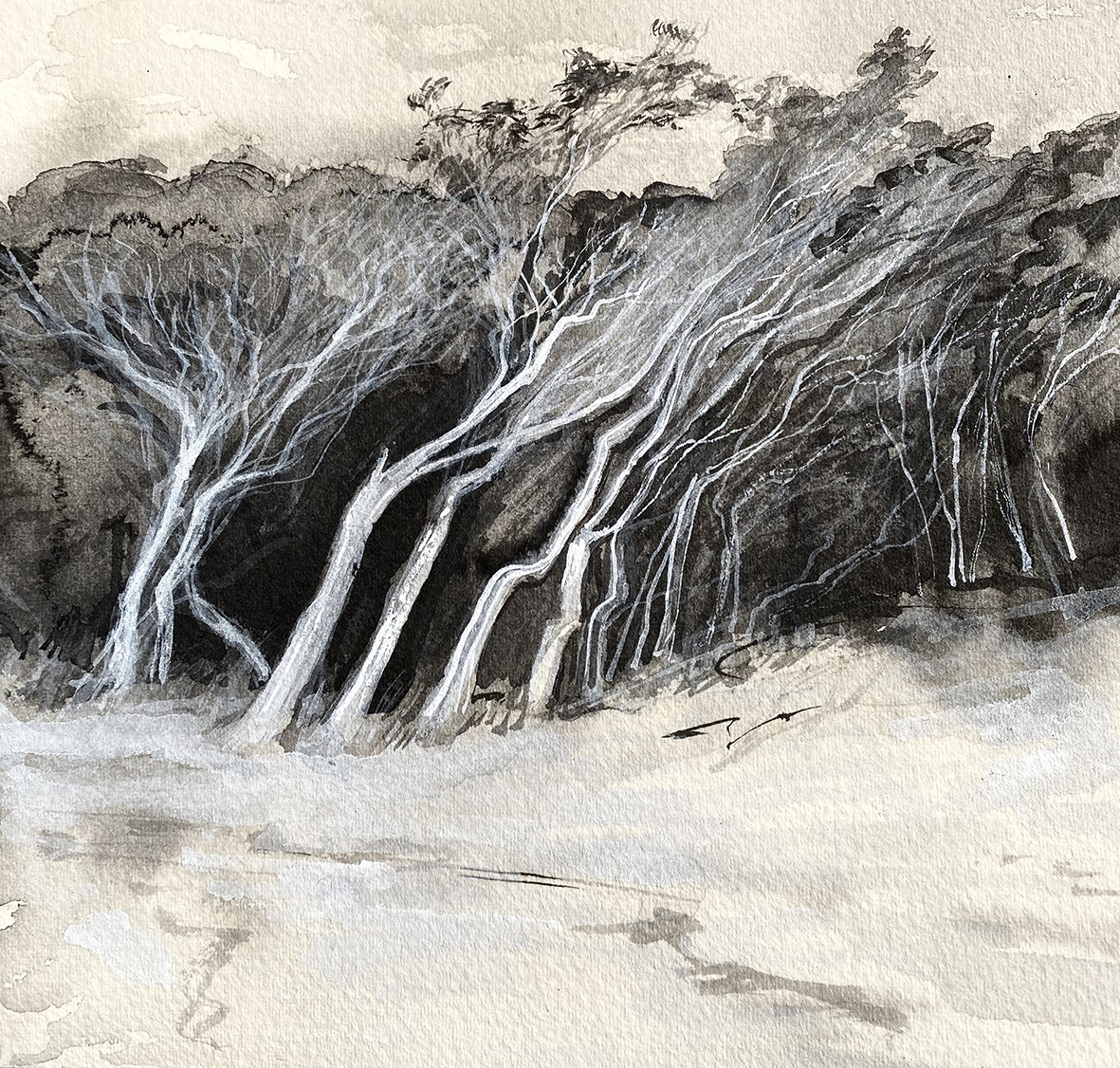 windswept tea trees, flinders island / homage to keeling