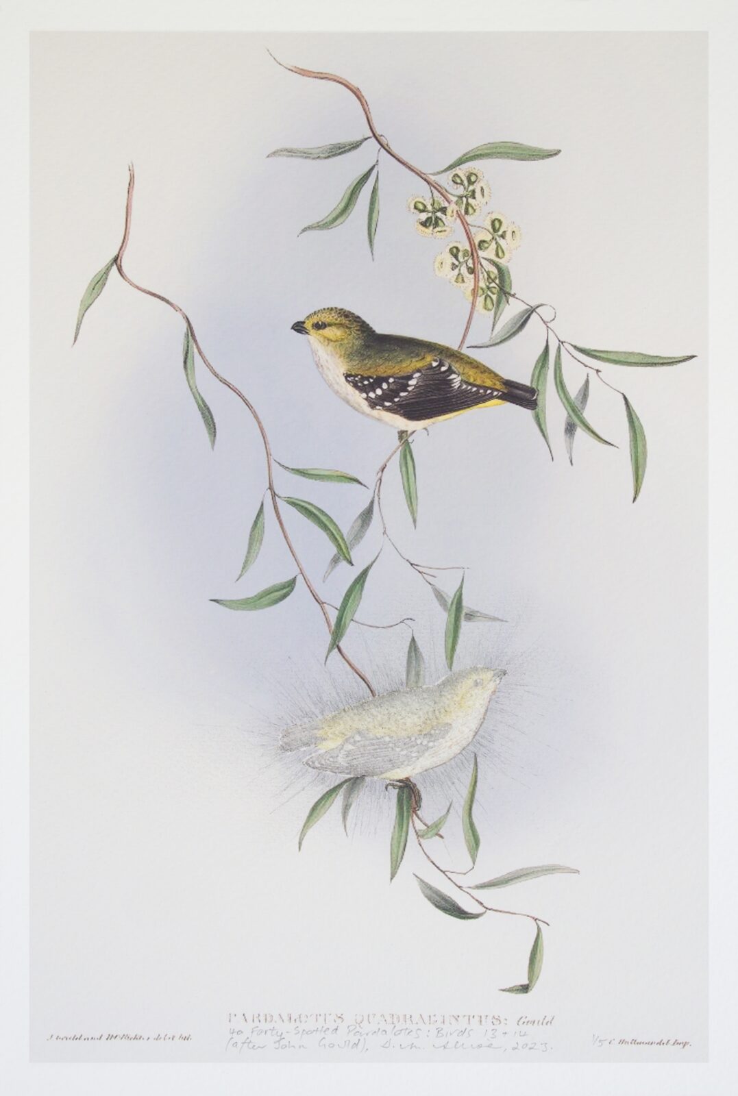 40 Forty-Spotted Pardalotes Birds 13 & 14 (after John Gould)