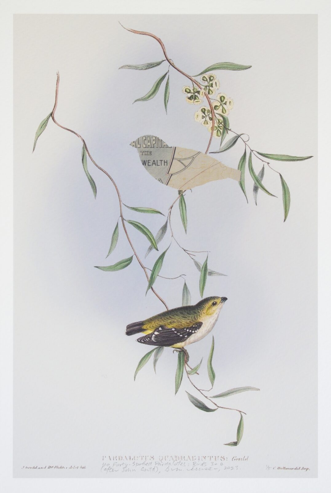 40 Forty-Spotted Pardalotes Birds 3 & 4 (after John Gould)