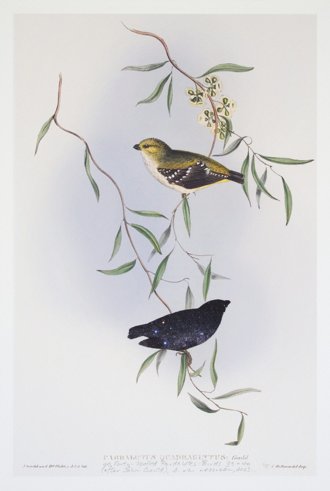 40 Forty-Spotted Pardalotes Birds 39 & 40 (after John Gould)