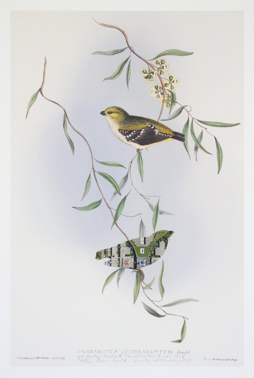 40 Forty-Spotted Pardalotes Birds 7 & 8 (after John Gould)