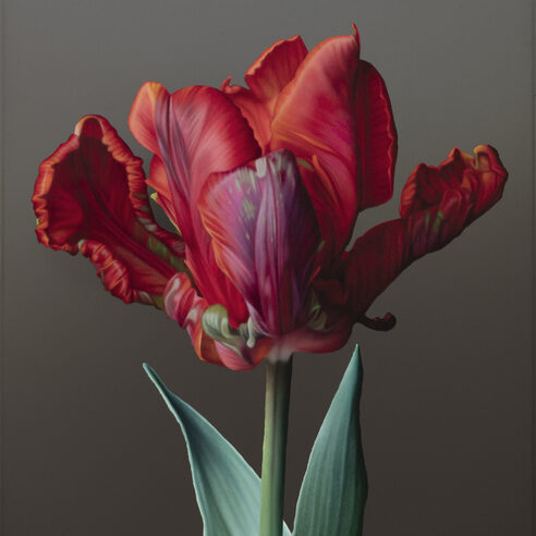 Tulip