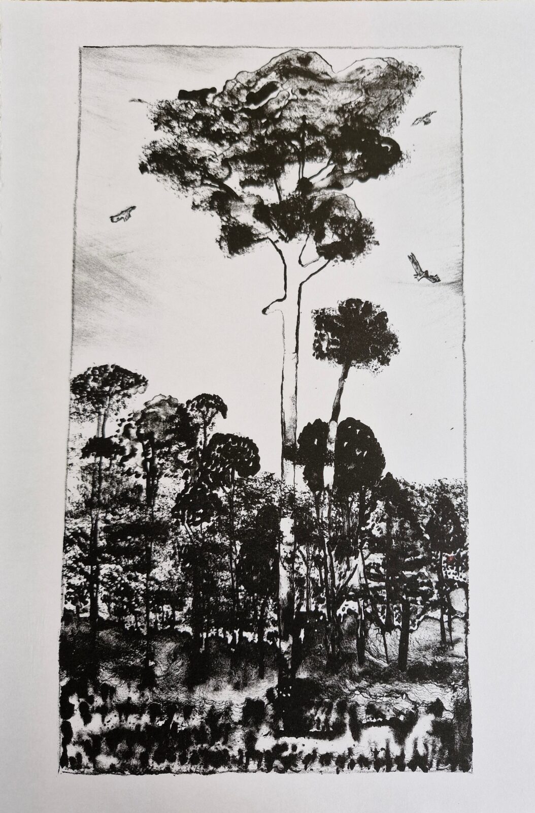Giant Eucalypt, edition of 7,
