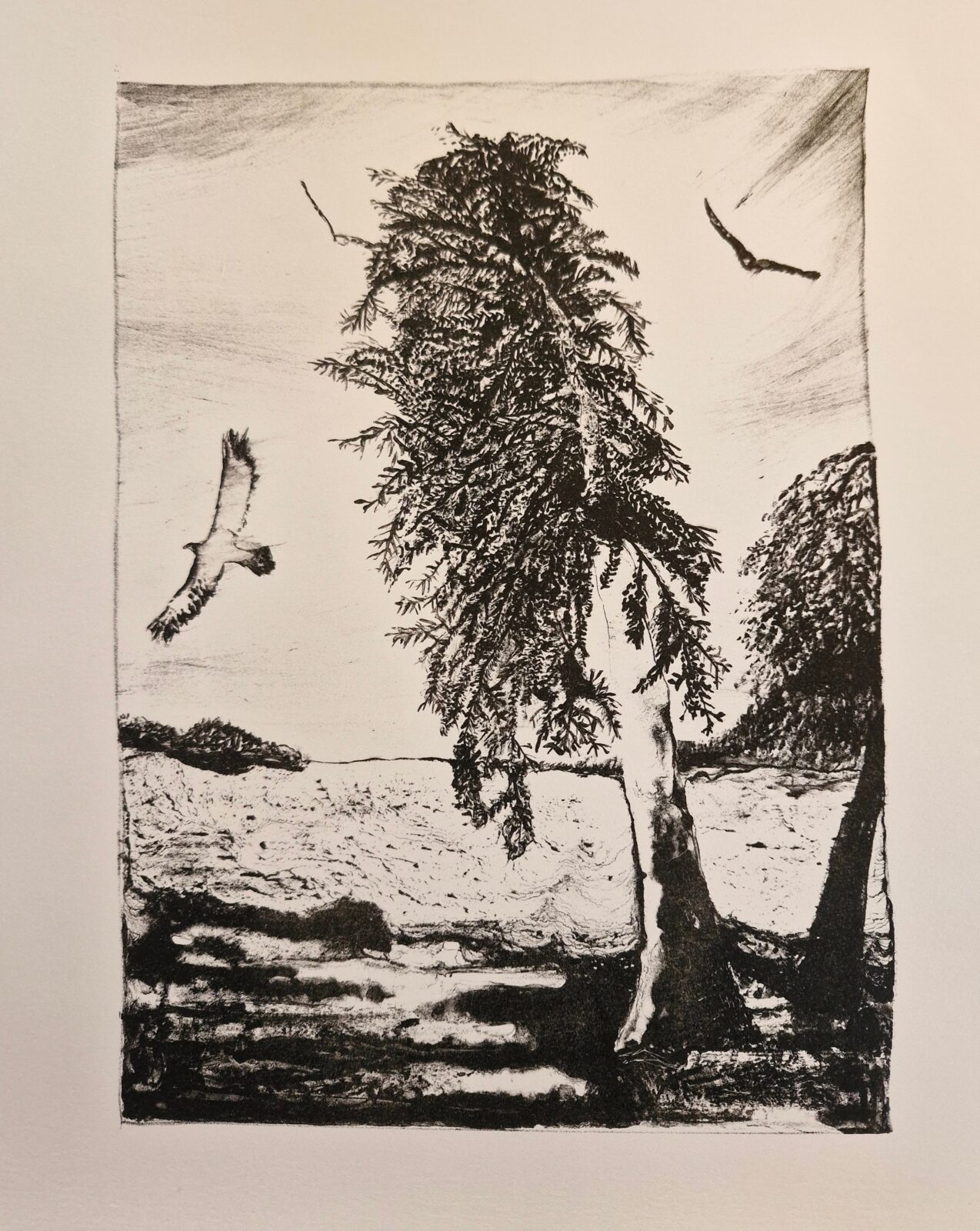 Huon Pine, edition of 7