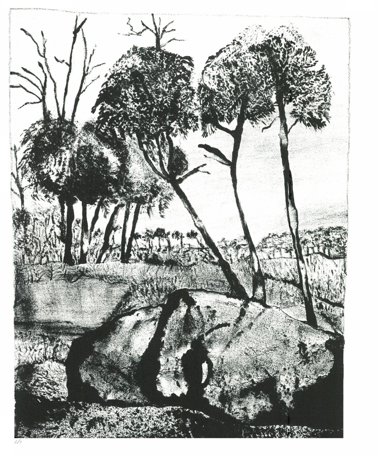 King Billy Pine, edition of 7