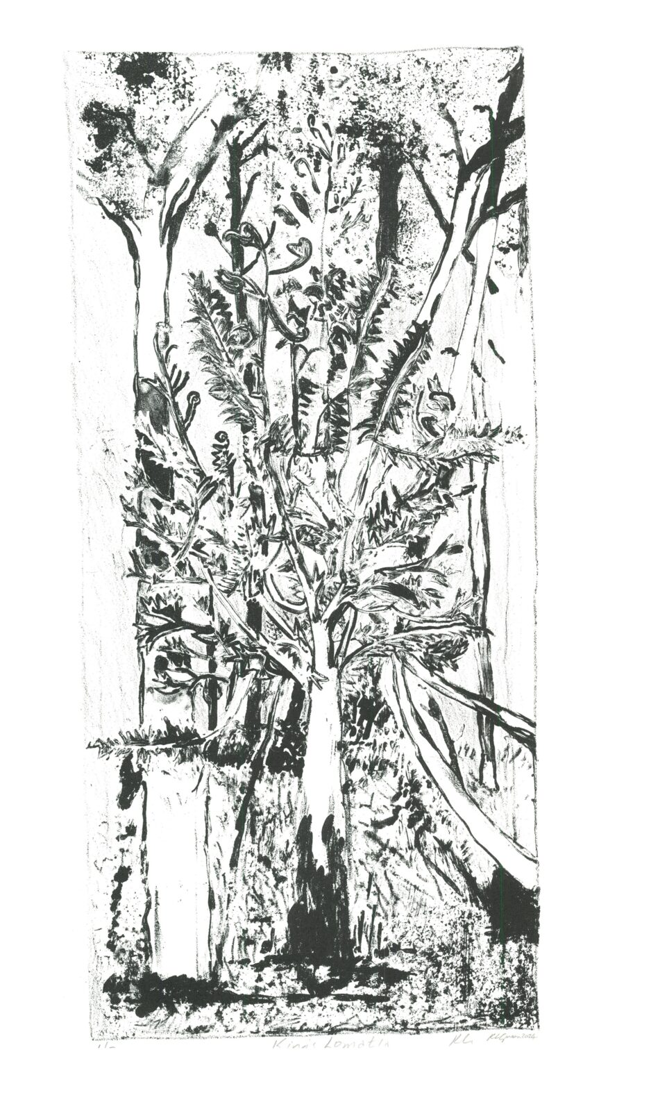 Kings Lomatia, edition of 7