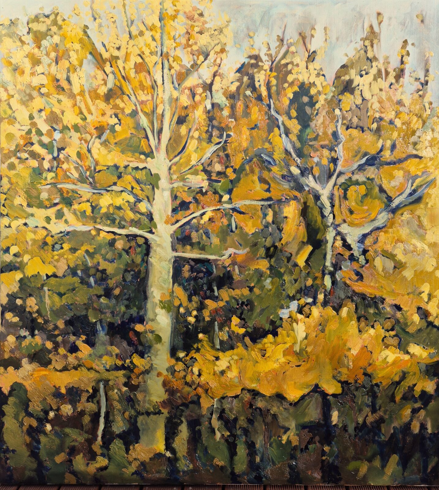 Winters Birch in Warm Light
