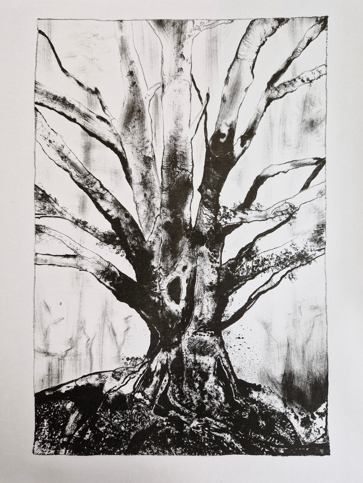 Myrtle Beech, edition of 5