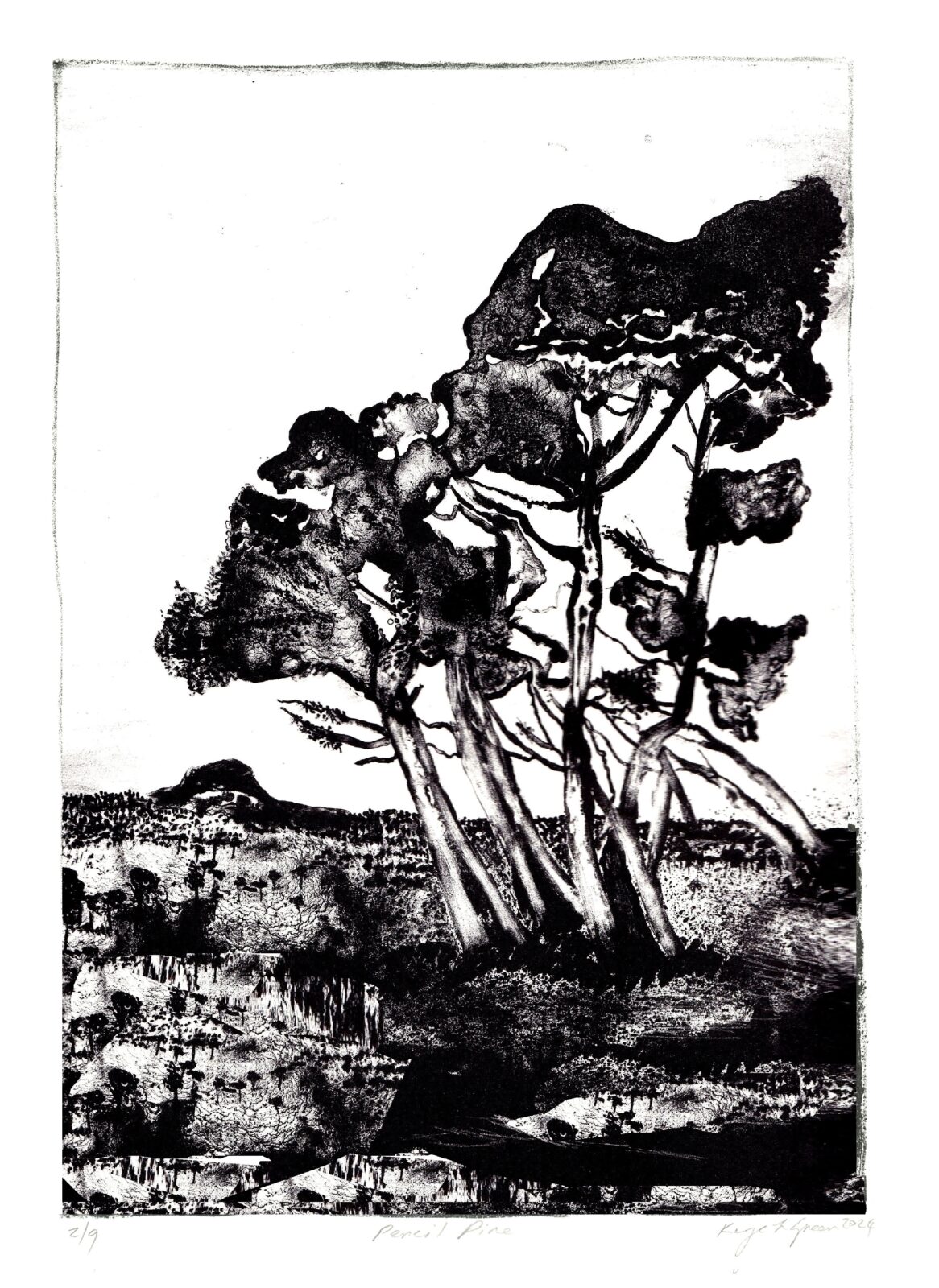 Pencil Pine, edition of 9