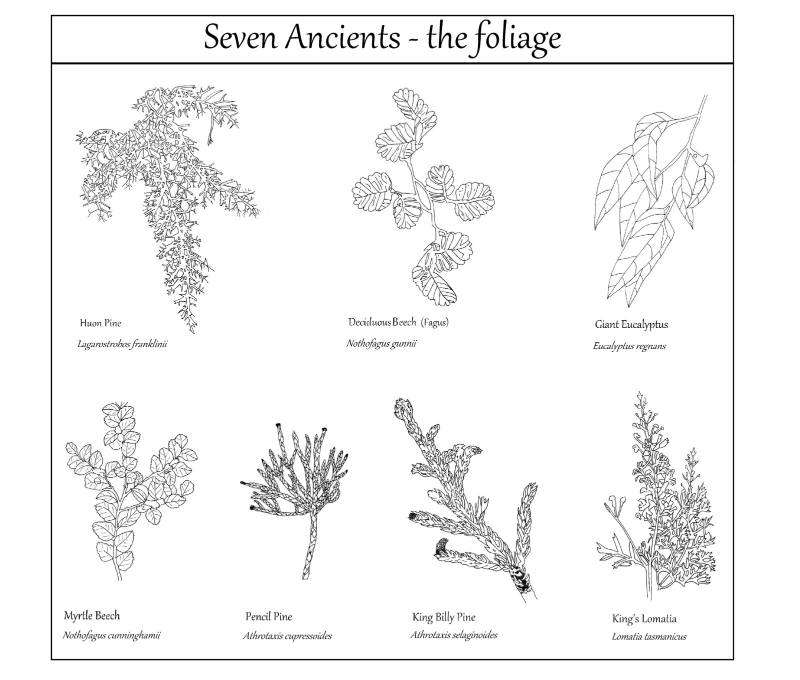 Seven Ancient Trees - The Foliage