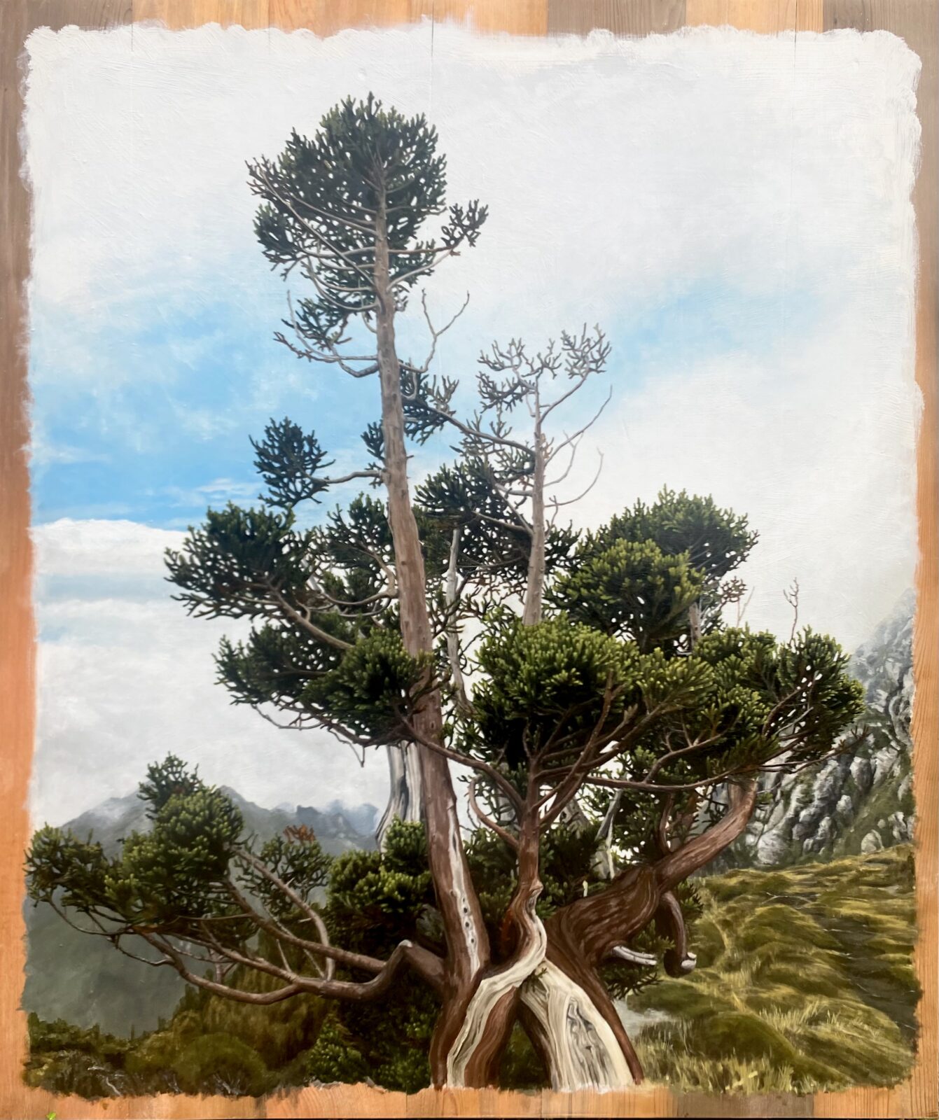 one upon another (Athrotaxis selaginoides)