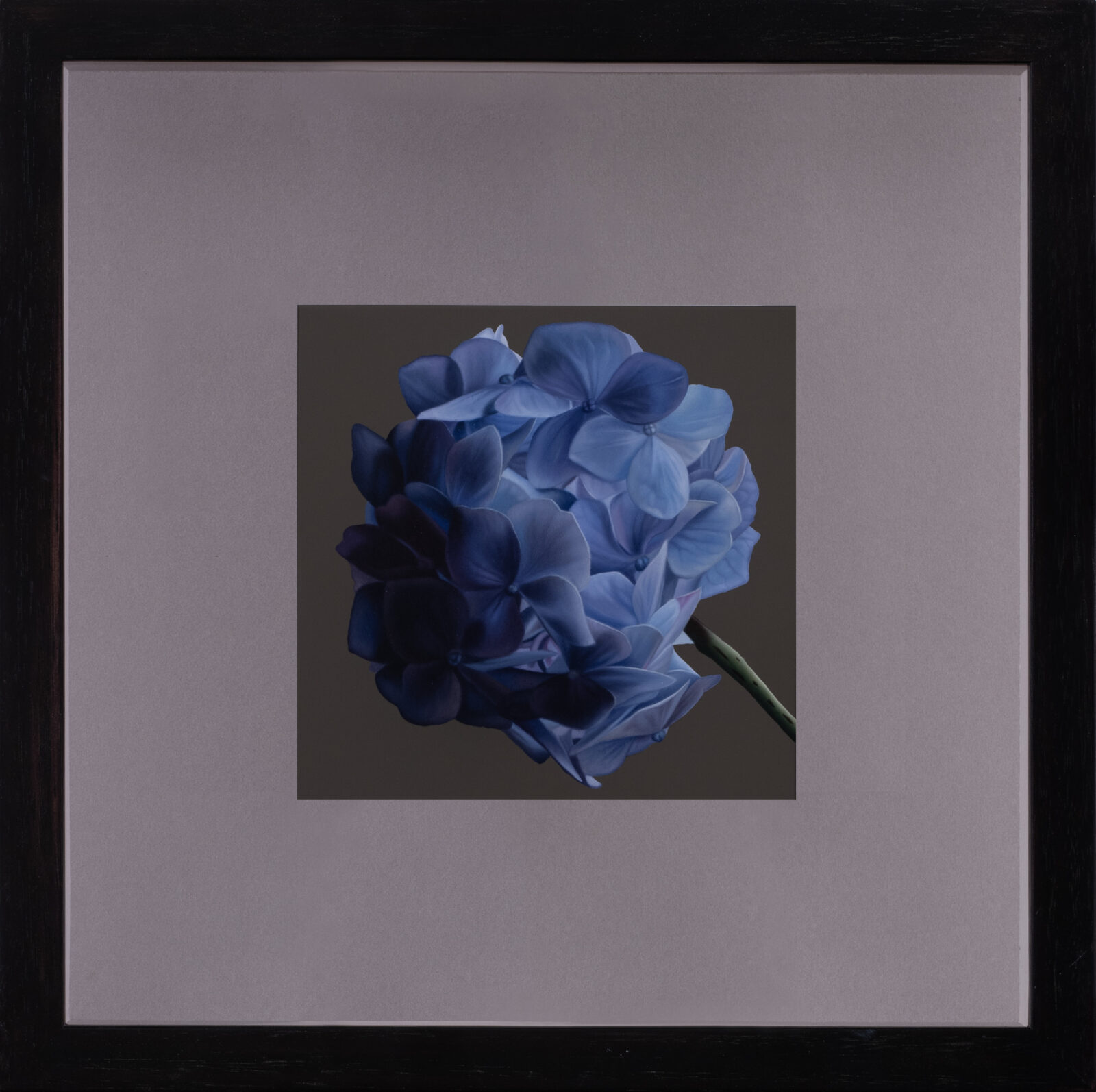 Blue Hydrangea,