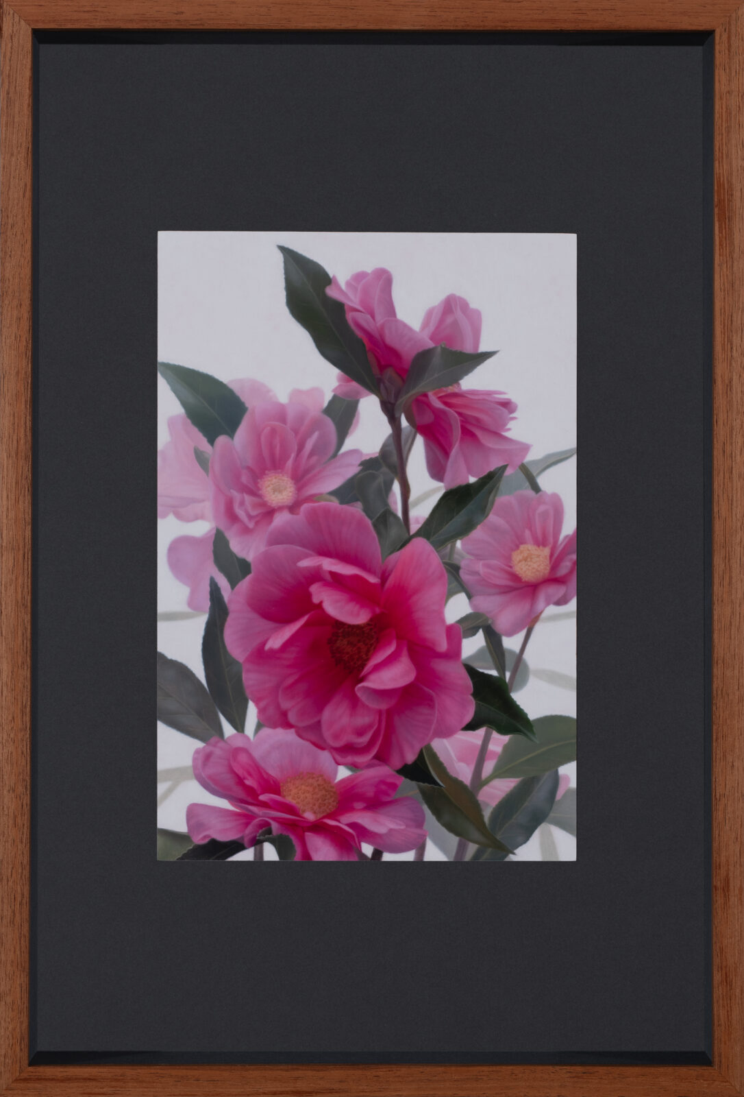 Camellias in the Mist,