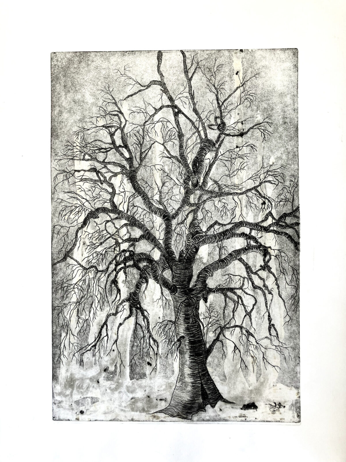 Cider gum-Central Highlands