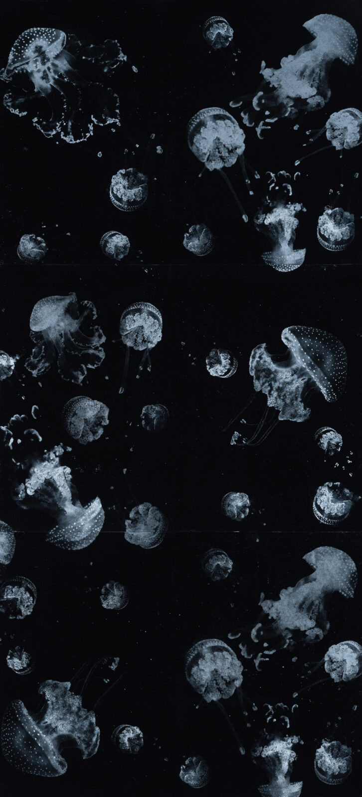 Ocean canaries#9