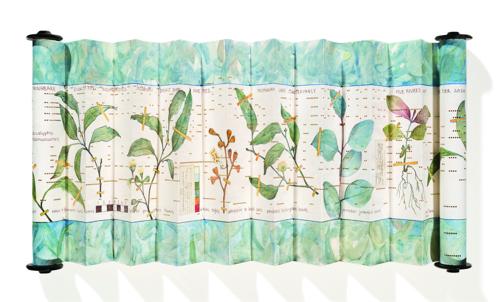 The Piano Accordion Field-guide to Eucalyptus tasmaniensis