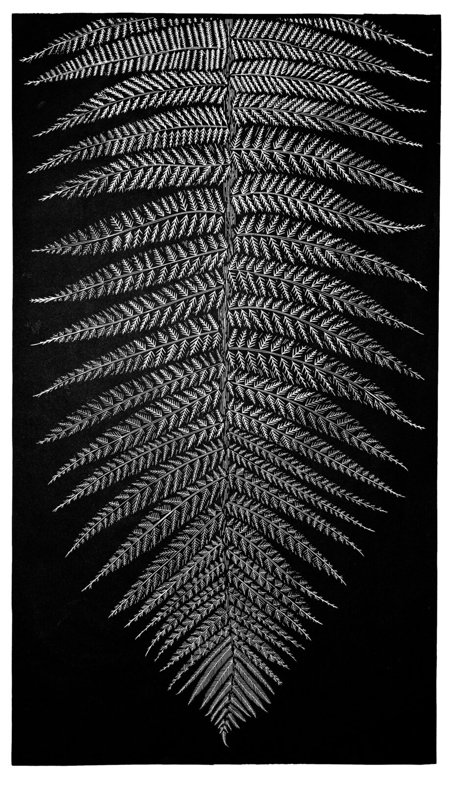 Man Fern